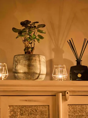 Массажный салон Studio Bonsai - фото 4